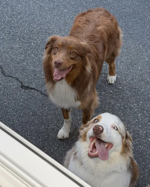 Two Australian Shepherds looking up at the truck, one grinning with its tongue out
